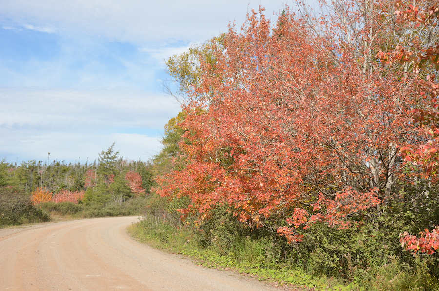 Red-orange trees along the Oban Road