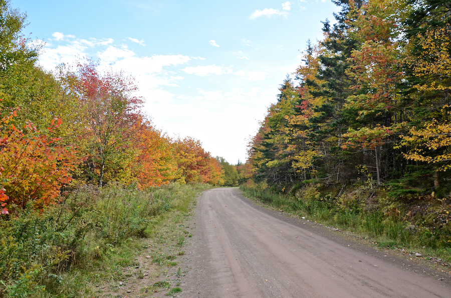 Colourful trees along the Salmon River Road