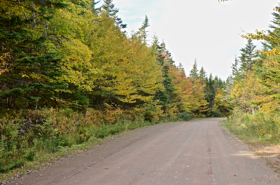 Changing trees along the Salmon River Road