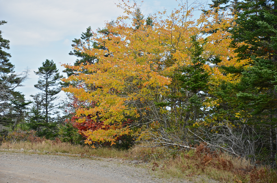 Yellow/gold/orange/green tree at Garrets Lake