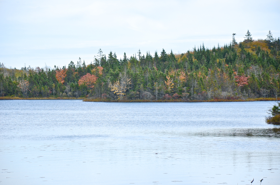 Trees on the eastern shore of Garrets Lake seen from the Salmon River Road