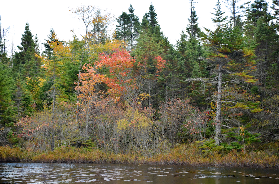 Red tree across the near bay on Garrets Lake