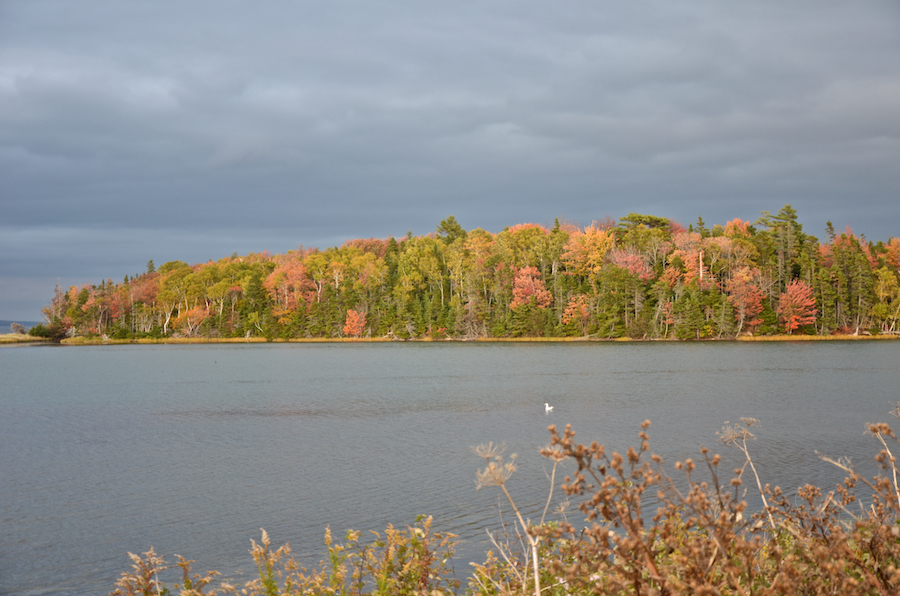 The foliage on the rear side of Dunpheys Head
