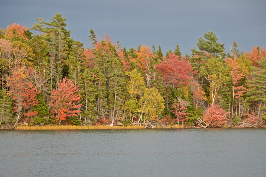 The foliage on the rear side of Dunpheys Head