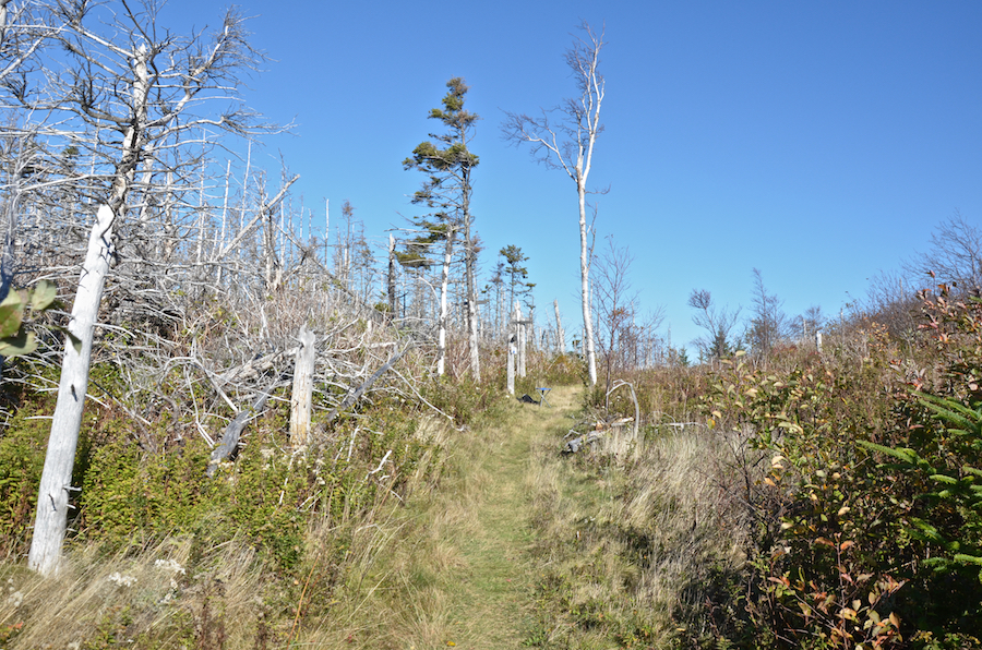 Looking north along the Beinn Alasdair Bhain (Fair Alistair’s Mountain) Trail from the junction with the side trail to the look-off