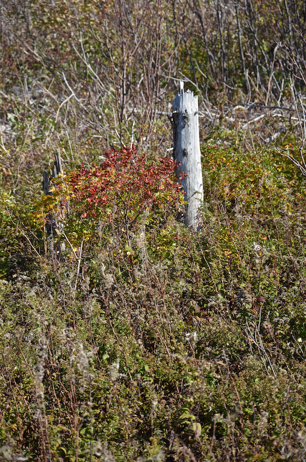 Rose hips on Beinn Alasdair Bhain (Fair Alistair’s Mountain) from the junction with the trail to the look-off