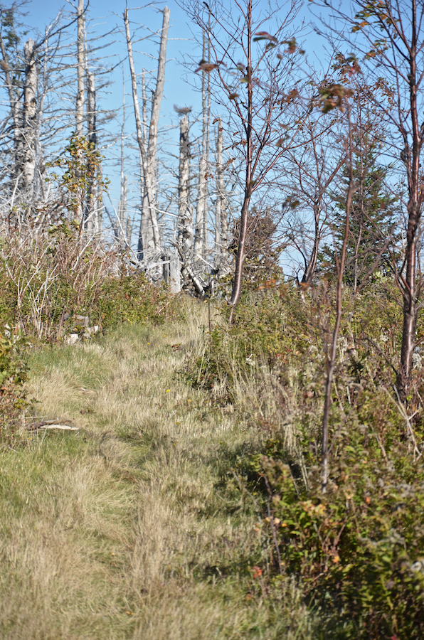 Looking along the side trail to the look-off