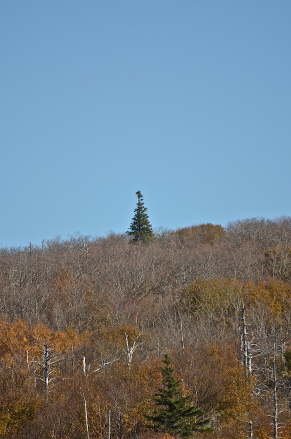 Lone sentinel standing tall against the sky on one of the “Beaton Mountains”