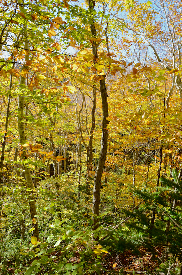 A stand of yellow/gold trees at the side of the MacPhee Trail on my first stop