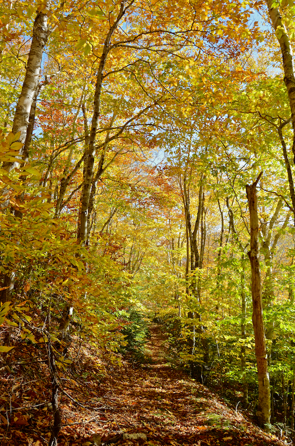 Looking down the MacPhee Trail on my second stop