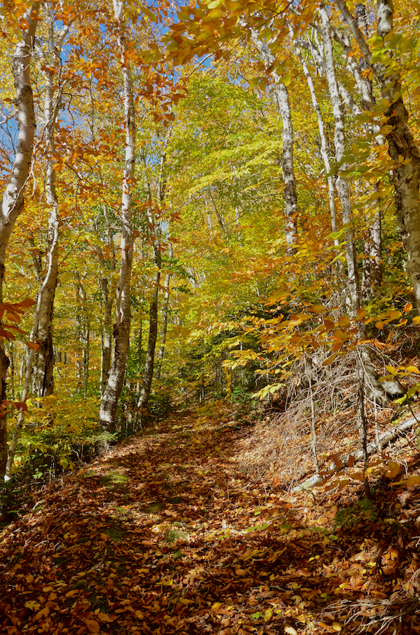 Looking back up the MacPhee Trail on my second stop