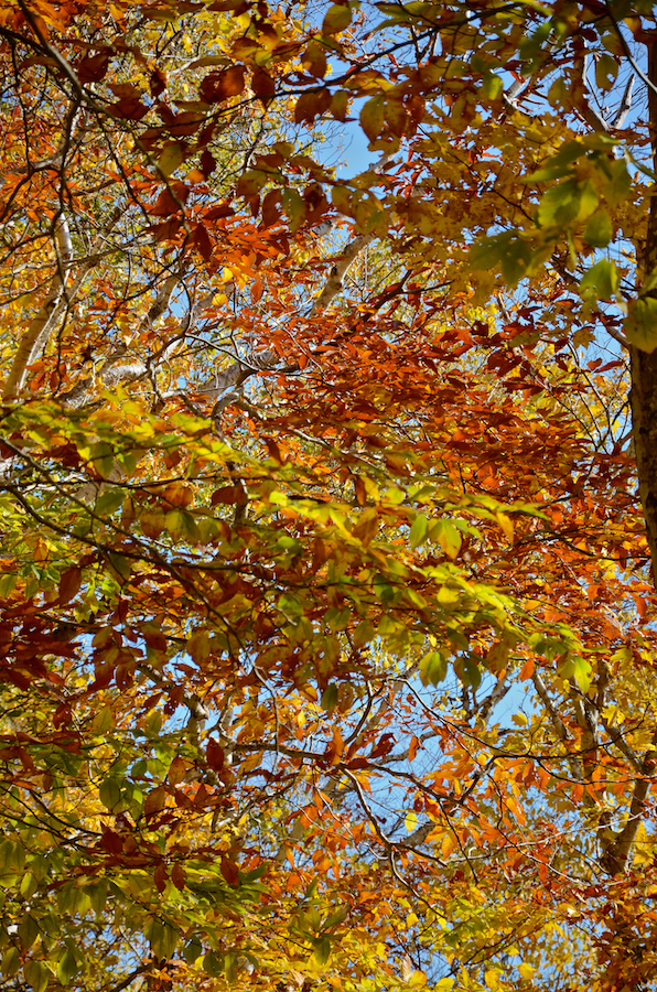 Looking up at the canopy from the MacPhee Trail