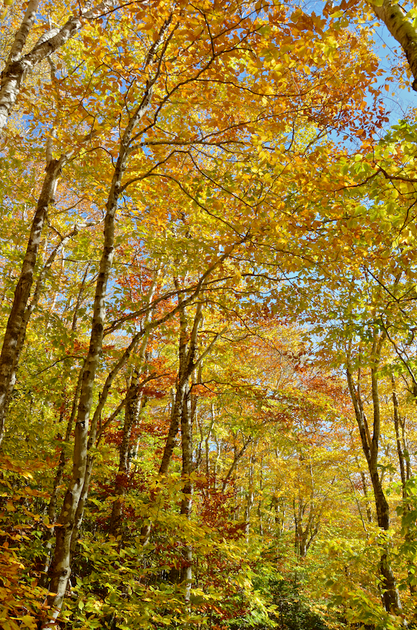 Looking up at the canopy from the MacPhee Trail