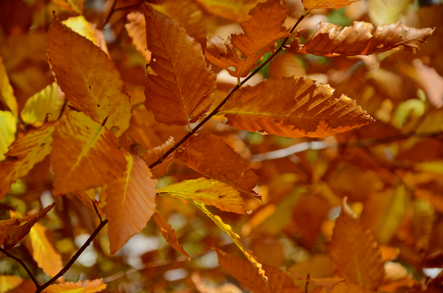 Beech leaves along the MacPhee Trail
