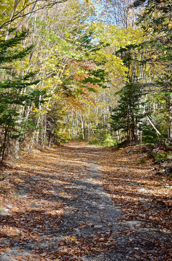 Looking east along the Cul Na Beinne (Beyond the Mountains) Trail from the MacPhee Trail junction