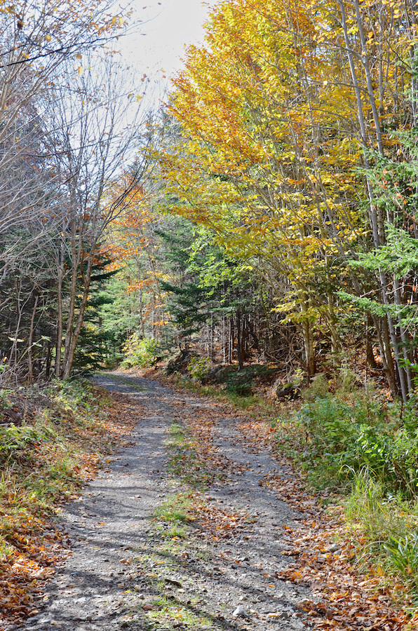 Looking west along the Cul Na Beinne (Beyond the Mountains) Trail from the MacPhee Trail junction