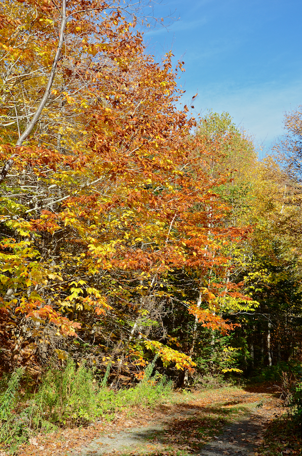 Colours along the Cul Na Beinne (Beyond the Mountains) Trail