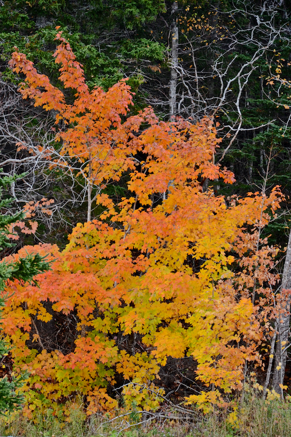 Changing maple in Upper Southwest Mabou