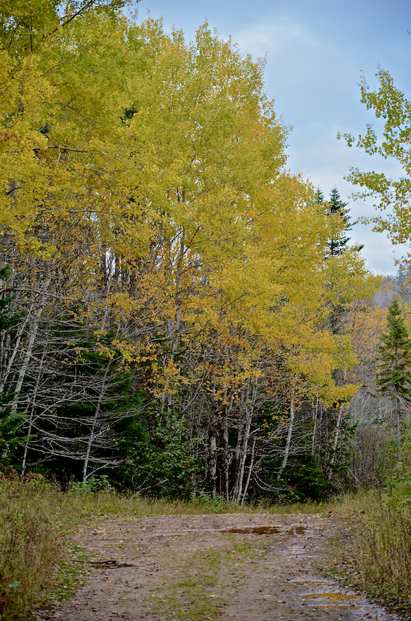 Birch trees along the Rosedale Road