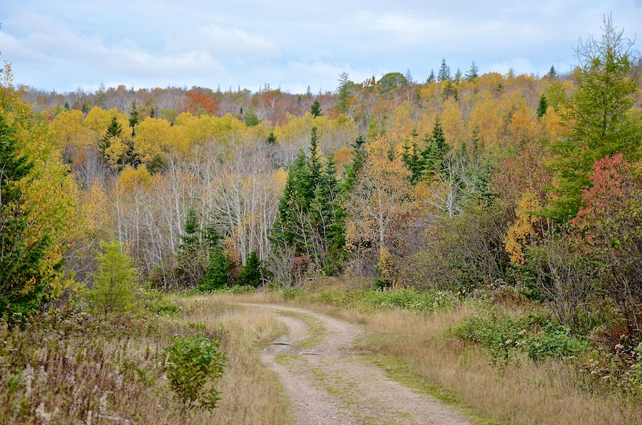 Colours along the Rosedale Road