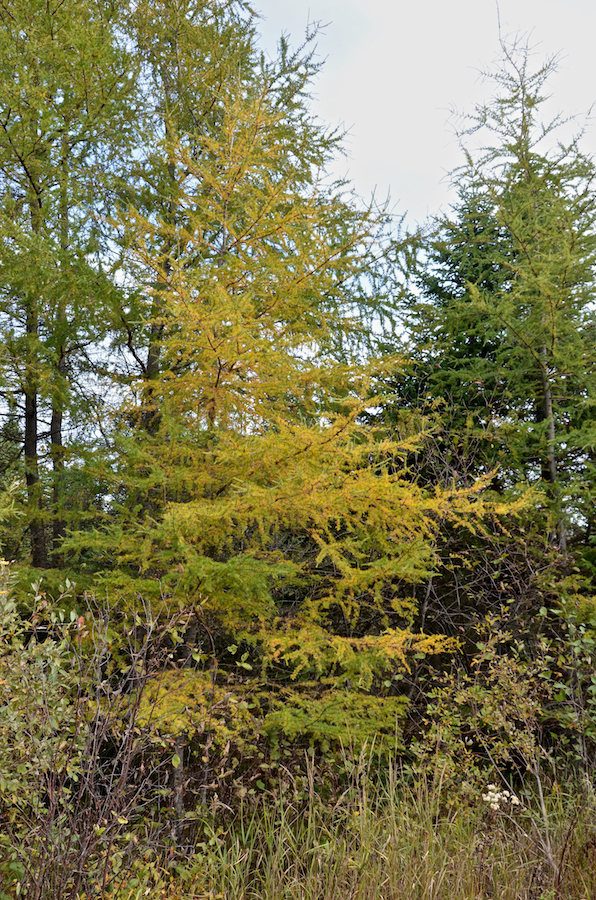 Changing tamarack on Alpine Ridge