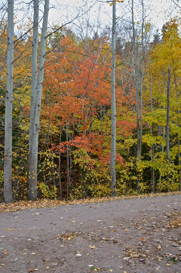 Red maple along the Celtic Shores Coastal Trail
