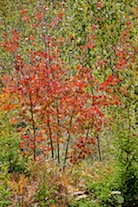 ../essays/32/thumbnails/2014.10.05_dsc_3630_2.jpg