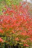 ../essays/32/thumbnails/2014.10.05_dsc_3649.jpg