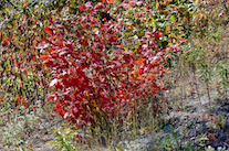 ../essays/32/thumbnails/2014.10.06_dsc_3692.jpg