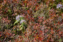 ../essays/32/thumbnails/2014.10.07_dsc_3812.jpg