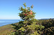 The end of the Meat Cove Mountain Trail above the rock face on Meat Cove Mountain