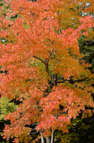 ../essays/32/thumbnails/2014.10.08_dsc_4198.jpg