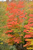 ../essays/32/thumbnails/2014.10.08_dsc_4202.jpg