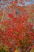 ../essays/32/thumbnails/2014.10.08_dsc_4211.jpg