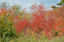 ../essays/32/thumbnails/2014.10.08_dsc_4214.jpg