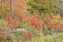../essays/32/thumbnails/2014.10.08_dsc_4222.jpg