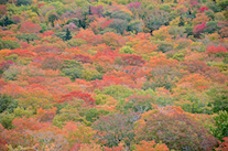 ../essays/32/thumbnails/2014.10.08_dsc_4251.jpg