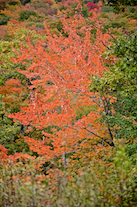 ../essays/32/thumbnails/2014.10.08_dsc_4262.jpg
