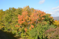 ../essays/32/thumbnails/2014.10.09_dsc_4332.jpg