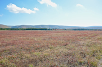 The Highlands to the east southeast from the Margaree Airport