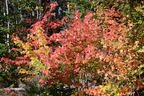 Lovely trees at the side of the East Big Intervale Road