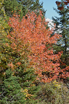 ../essays/32/thumbnails/2014.10.09_dsc_4484.jpg