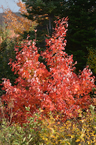 Red maples along the “Red Stretch”