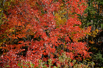 ../essays/32/thumbnails/2014.10.09_dsc_4596.jpg
