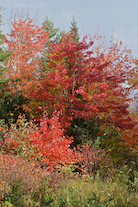 ../essays/32/thumbnails/2014.10.09_dsc_4600_2.jpg