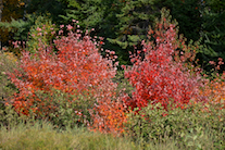 ../essays/32/thumbnails/2014.10.09_dsc_4607.jpg