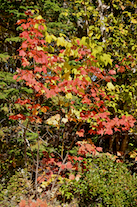 Red and yellow maples