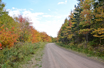 Colourful trees along the Salmon River Road