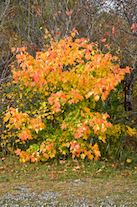 Colourful green/gold/orange/red maple along the driveway at the Margaree Riverview Inn