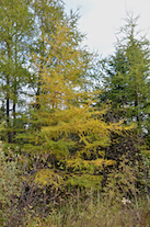 Changing tamarack on Alpine Ridge